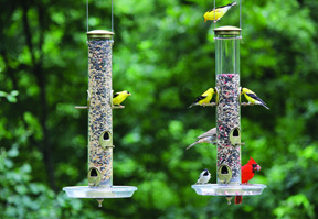 If you’re feeling stressed and anxious, research says: feed the birds