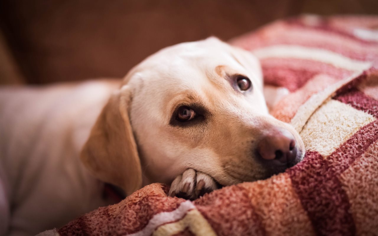 3 signs of discomfort to watch for in your dog